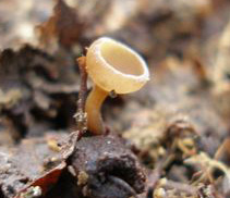 Monilinia johnsonii